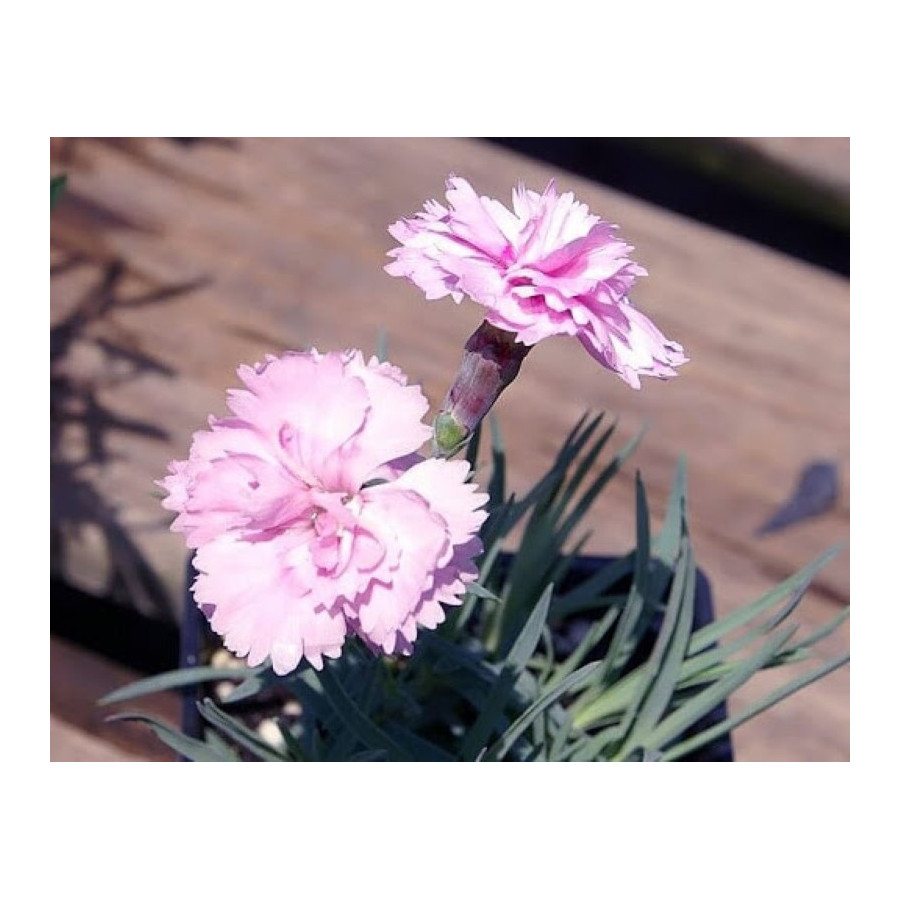 Dianthus "Pikes Pink"- Goździk postrzępiony