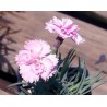 Dianthus "Pikes Pink"- Goździk postrzępiony