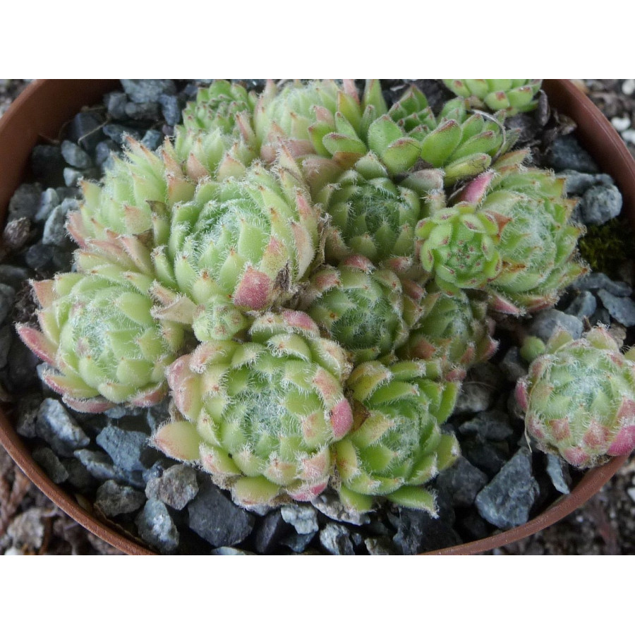 Sempervivum Miss Manica Rojnik