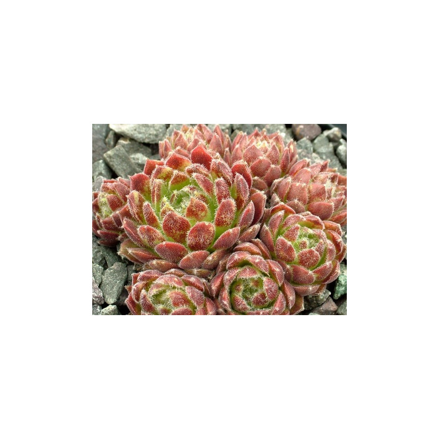 Sempervivum Miss Manica Rojnik