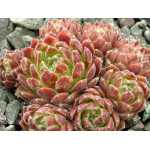 Sempervivum Miss Manica Rojnik