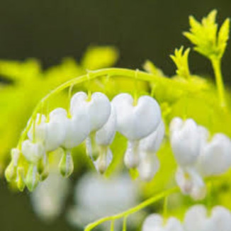 Dicentra White Gold Serduszka