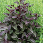 Eupatorium Chocolate Sadziec
