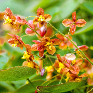 Epimedium warleyense Orange Koenigin Epimedium warlejskie