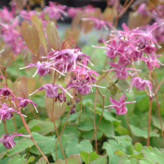 Epimedium grandiflorum Lilafee Epimedium