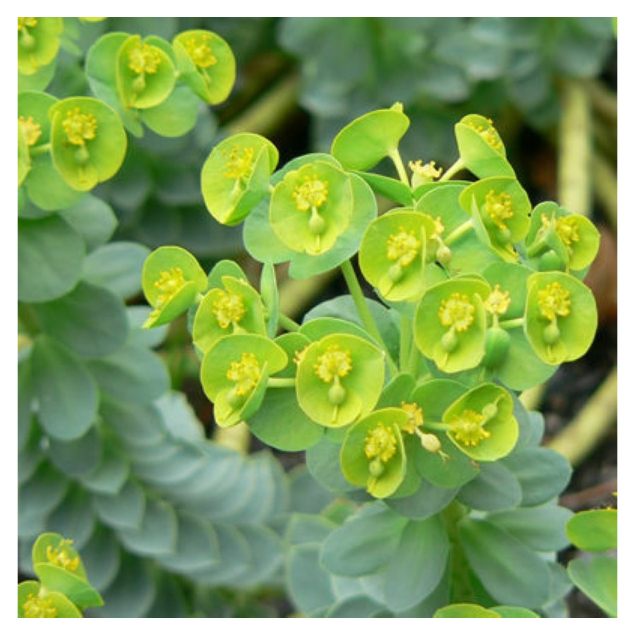 Euphorbia myrsinites Wilczomlecz mirtowaty