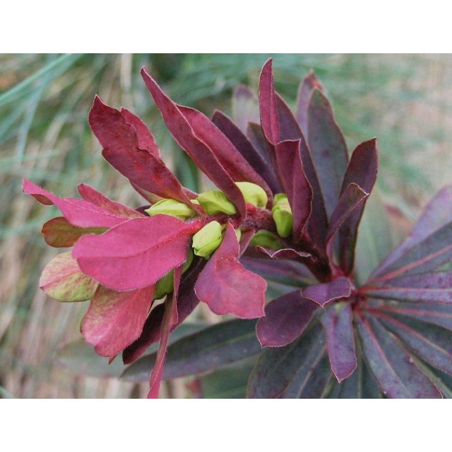 Euphorbia Walberton's Ruby Glow Wilczomlecz