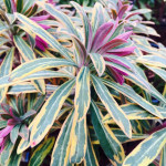 Euphorbia Ascot Rainbow Wilczomlecz