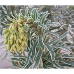 Euphorbia Glacier Blue Wilczomlecz