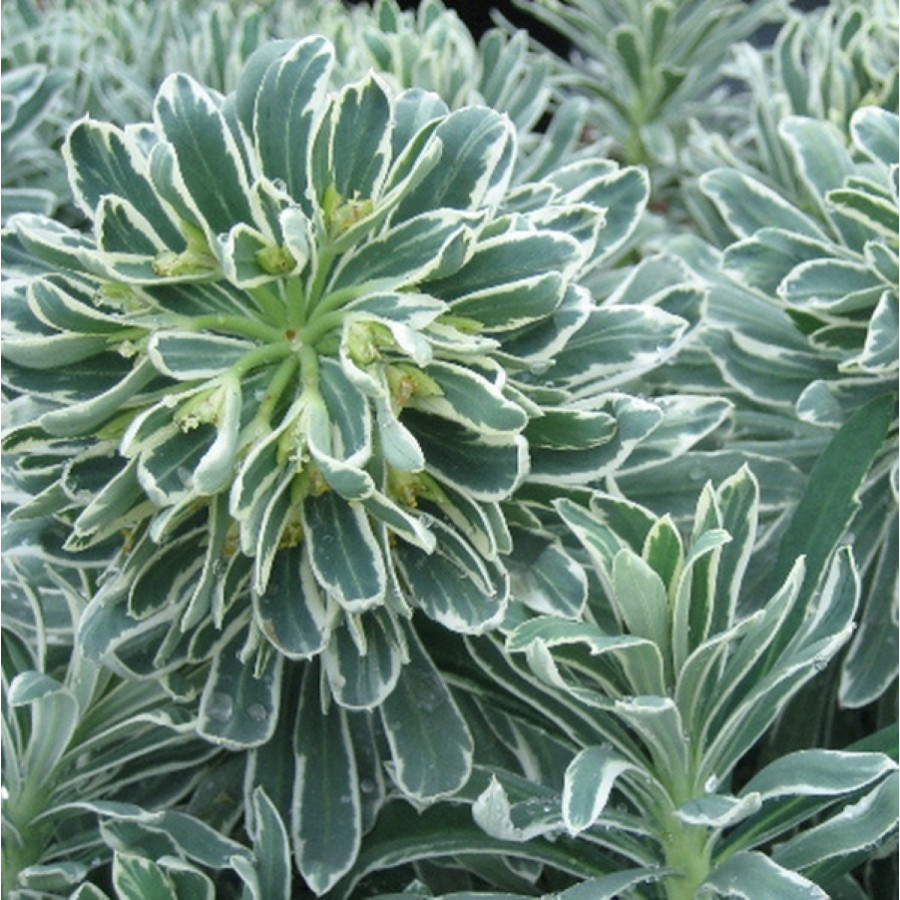 Euphorbia Glacier Blue Wilczomlecz