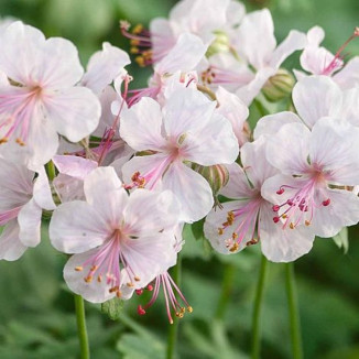 Geranium cantabrigense Biocovo Bodziszek kantabryjski