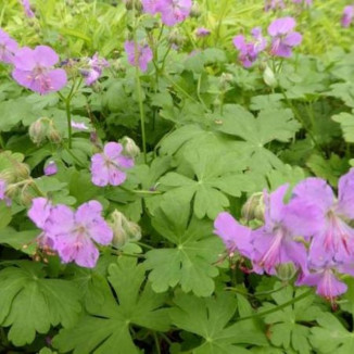 Geranium cantabrigense Karmina Bodziszek kantabryjski