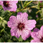 Geranium cinereum Ballerina Bodziszek popielaty