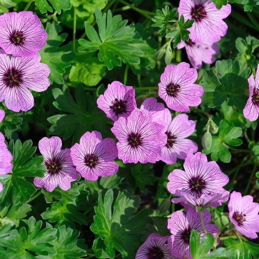 Geranium cinereum Ballerina Bodziszek popielaty