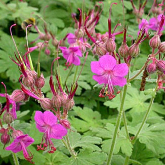 Geranium macrorrhizum Bevan's Variety Bodziszek korzeniasty