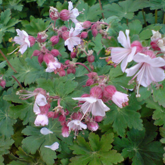 Geranium macrorrhizum Spesserat Bodziszek korzeniasty