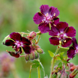 Geranium phaeum Bodziszek żałobny