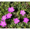 Geranium sanguineum Aviemore Bodziszek czerwony