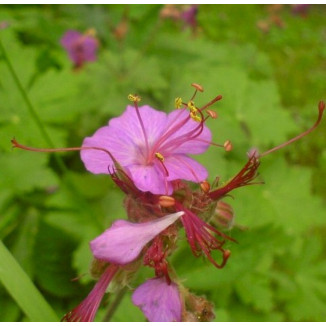 Geranium macrorrhizum Czakor Bodziszek korzeniasty