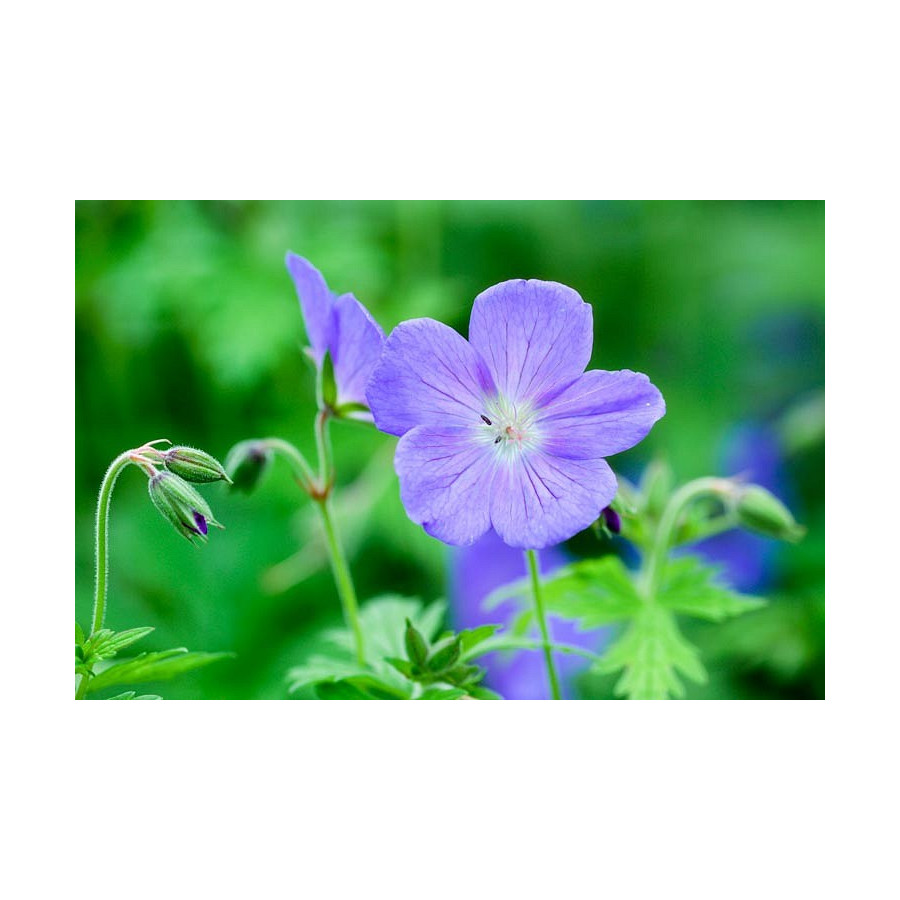 Geranium himalayense Johnson's Blue Bodziszek himalajski