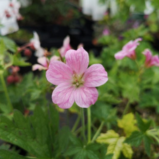 Geranium oxonianum Rose Clair Bodziszek