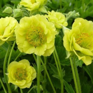 Geum alabama slammer Kuklik