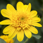 Helianthus Double Whammy Słonecznik Helianthus Double Whammy Słonecznik