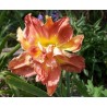 Hemerocallis Longfields Twins Liliowiec