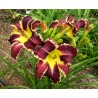 Hemerocallis Eight Miles High Liliowiec