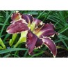 Hemerocallis Eight Miles High Liliowiec