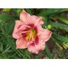 Hemerocallis Just my Size Liliowiec