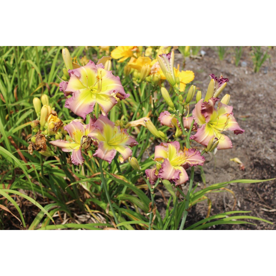 Hemerocallis Regency Heights