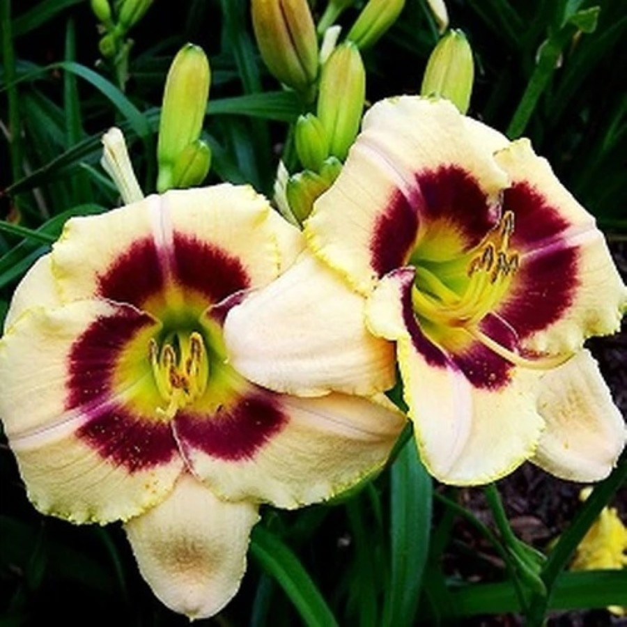 Hemerocallis Custard Candy Liliowiec