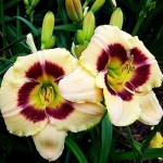 Hemerocallis Custard Candy Liliowiec