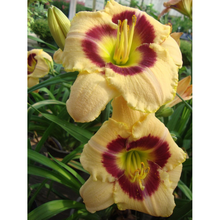 Hemerocallis Custard Candy Liliowiec
