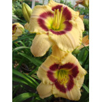 Hemerocallis Custard Candy Liliowiec