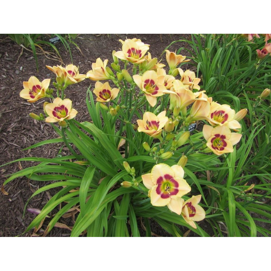 Hemerocallis Custard Candy Liliowiec