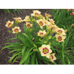 Hemerocallis Custard Candy Liliowiec