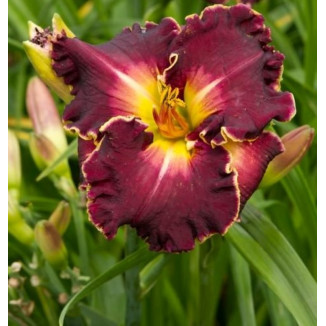 Hemerocallis Excellent Liliowiec