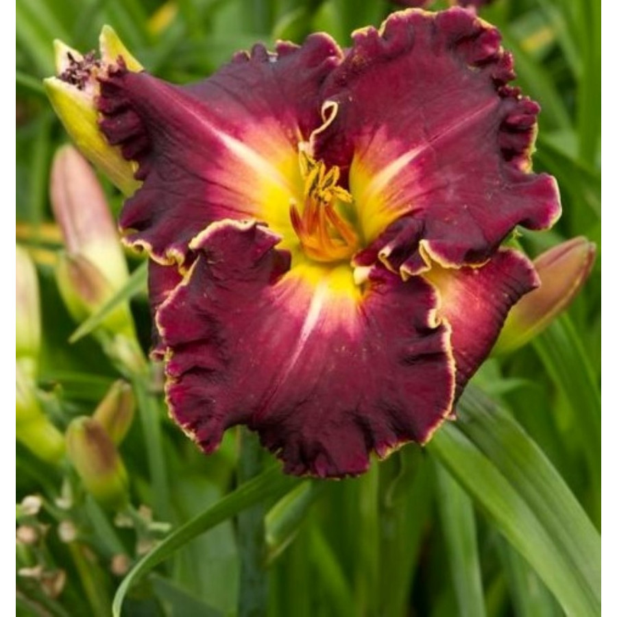 Hemerocallis Excellent Liliowiec