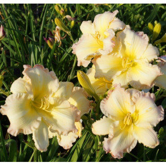 Hemerocallis Beautifull Edgings Liliowiec