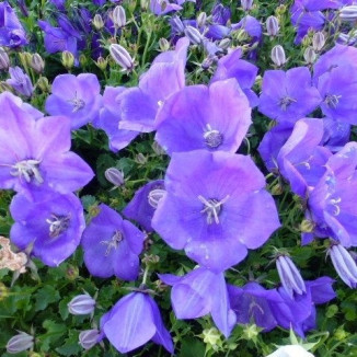 Campanula carpatica Pearl...