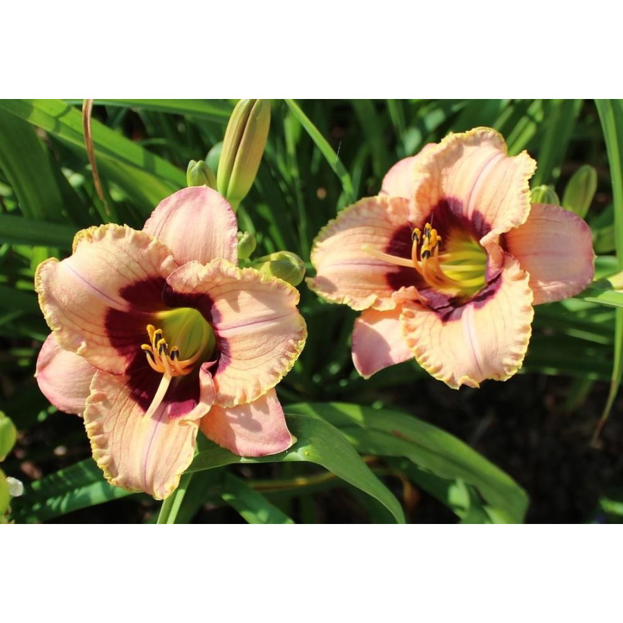 Hemerocallis Orchid Candy Liliowiec