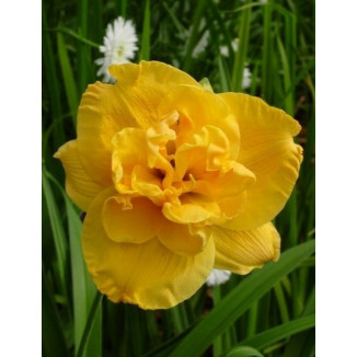 Hemerocallis Patricia Jojo Liliowiec