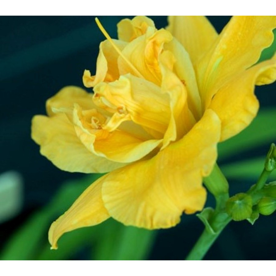 Hemerocallis Patricia Jojo Liliowiec