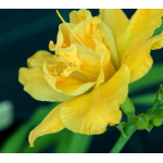 Hemerocallis Patricia Jojo Liliowiec