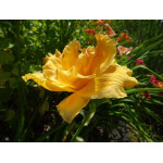 Hemerocallis Patricia Jojo Liliowiec