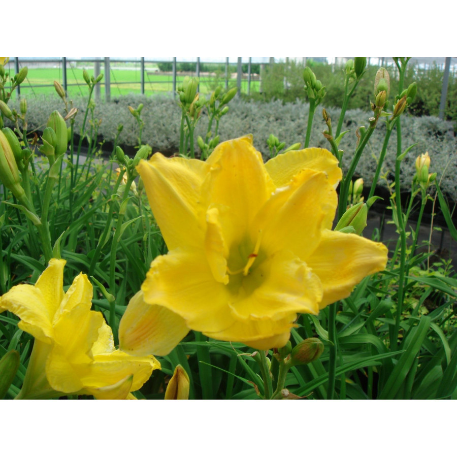 Hemerocallis Patricia Jojo Liliowiec