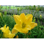 Hemerocallis Patricia Jojo Liliowiec