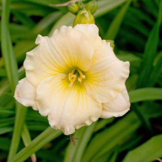 Hemerocallis Brookwood Ultra Plus liliowiec